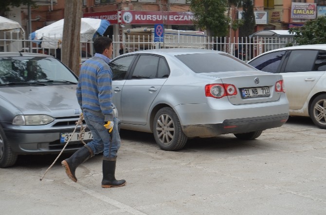 Kırıkhan'daki Başıboş Köpekler Barınağa Götürüldü