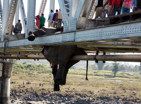 Kazadan sağ kurtulan filler, ölen hemcinslerinin başında saatlerce bekledi.