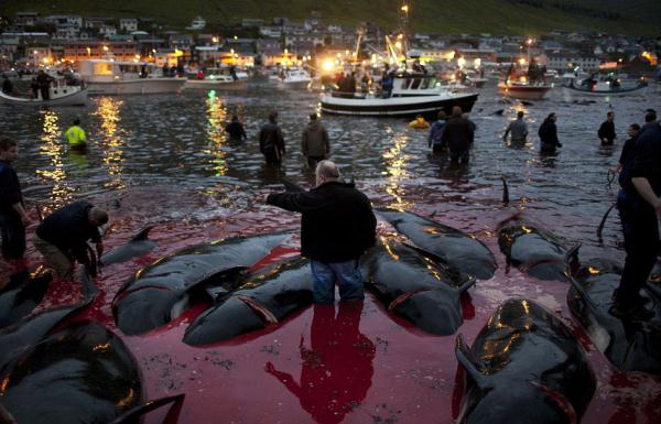 Faroe Adası’nın köklü geleneklerinden biri olan balina avından elde edilen etler, kar amacı güdülmeden birçok yerleşim birimine bedava dağıtılıyor.
