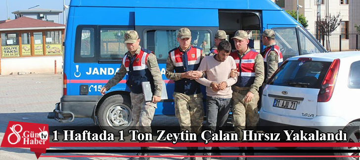 1 Haftada 1 Ton Zeytin Çalan Hırsız Yakalandı