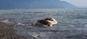 Samandağ 'da sahile vurmuş ölü inek şaşkına çevirdi