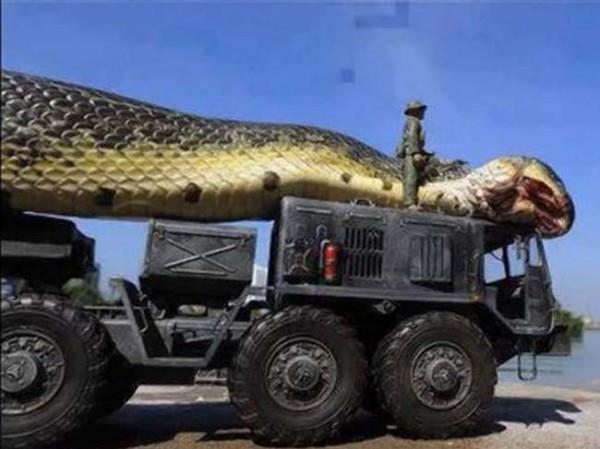 43 metrelik olduğu iddia edilen yılanın yüklendiği kamyona dikkalice bakıldığında kamyonun gerçek değil oyuncak bir kamyon olduğu anlaşılıyor.
