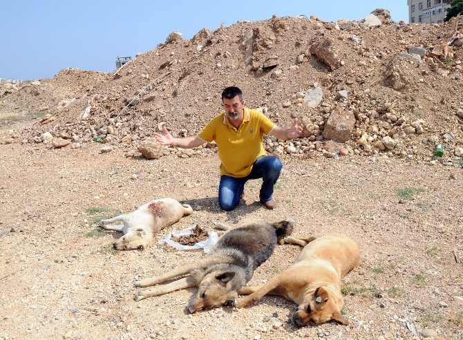 Mersin'de Köpek Katliamı