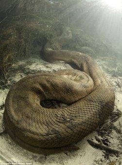 İsviçreli fotoğrafçı Franco Banfi Brazilya'nın Mato Grosso bölgesine gitti ve dev anakondayı görüntüledi.