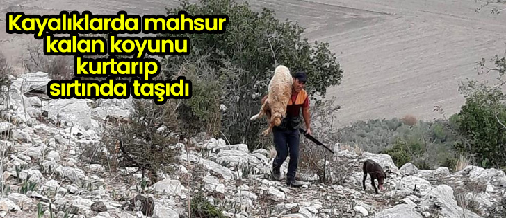 Kayalıklarda mahsur kalan koyunu kurtarıp sırtında taşıdı