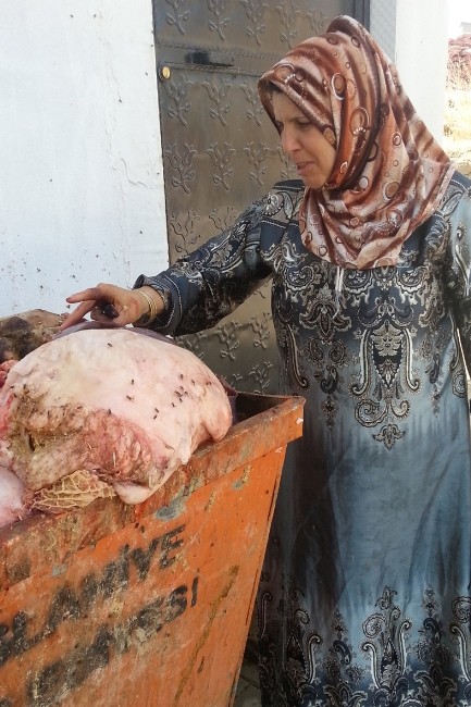 Suriyeli Kadın Mezbaha Çöplüğünden Sakatat Topluyor
