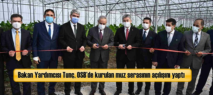 Bakan Yardımcısı Tunç, OSB’de kurulan muz serasının açılışını yaptı