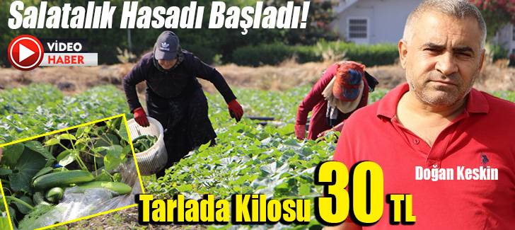 Bereketli topraklarda salatalık hasadı başladı, tarla fiyatı: 30 TL