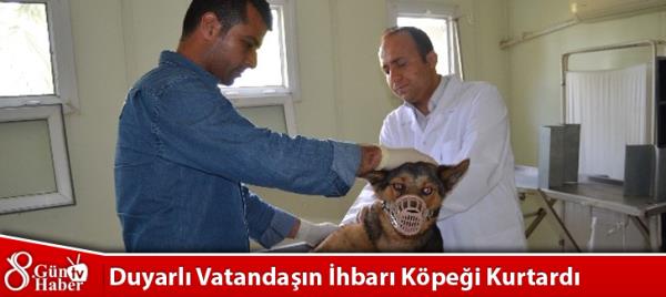 Duyarlı Vatandaşın İhbarı Köpeği Kurtardı