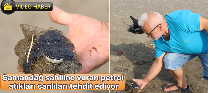 Samandağ sahiline vuran petrol atıkları canlıları tehdit ediyor