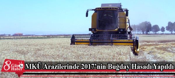 MKÜ Arazilerinde 2017nin Buğday Hasadı Yapıldı