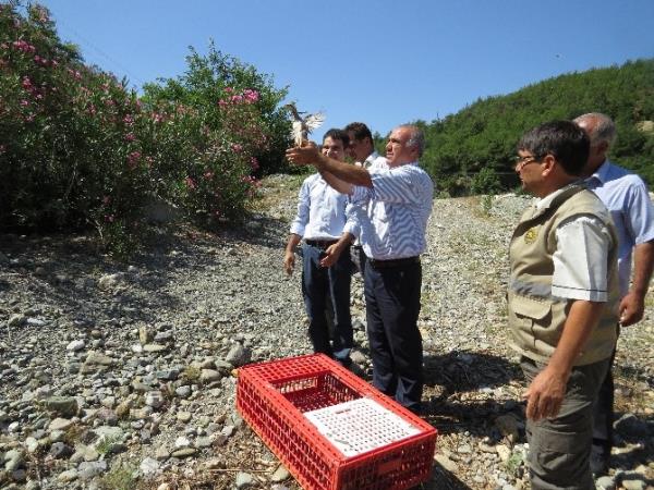 Kozan'da Doğaya 500 Kınalı Keklik Salındı