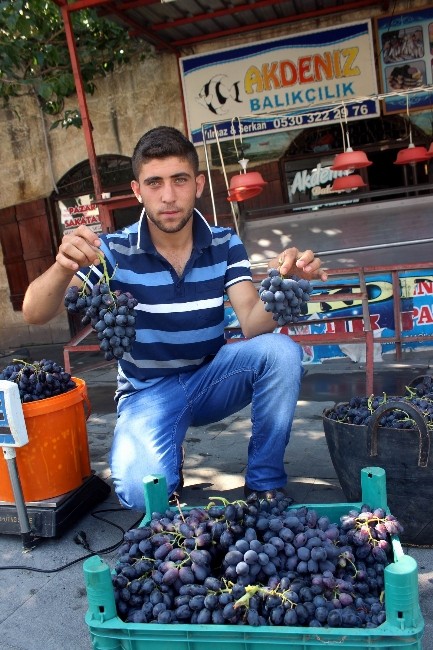 Kilis'te Horoz Karası Üzüm Piyasaya Çıktı