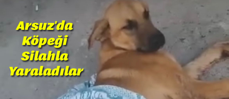 Arsuz'da Köpeği Silahla Yaraladılar