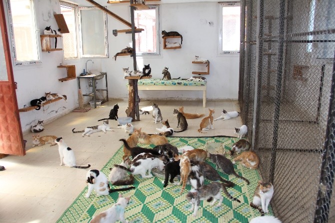 Türkiye'nin İlk Yaşlı Ve Özürlü Kedi Bakımevi Mersin'de