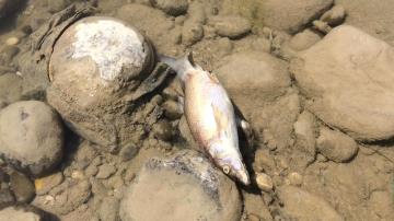 Savrun Çayı'nda toplu balık ölümleri