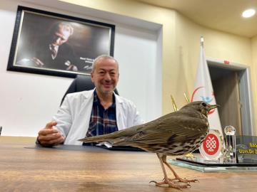 Nadir Görülen Öter Ardıç Kuşu Hastane Bahçesine Düştü