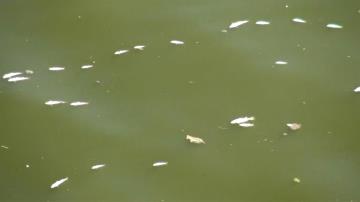 Asi Nehrinde balık ölümleri