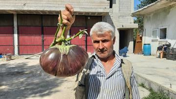 Bahçesinde yetiştirdiği 3 kiloluk patlıcan görenleri şaşırttı