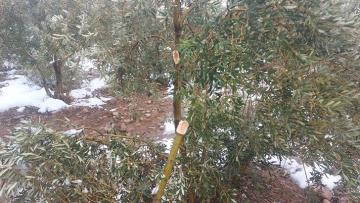 Hassa'da kar zeytin ağaçlarının dallarını kırdı