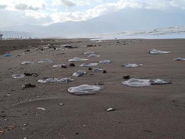 Samandağ'da yüzlerce ölü denizanası sahile vurdu