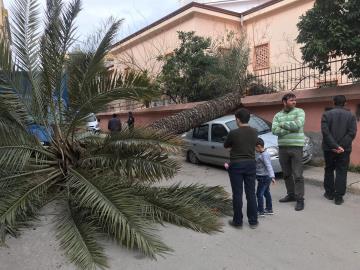 İskenderun'da fırtına ağaçları devirdi, otomobillere zarar verdi