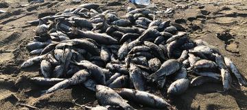 Toplu balık ölümlerine çamur akan Asi Nehri neden olmuş