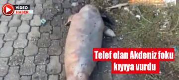 Telef olan Akdeniz foku kıyıya vurdu